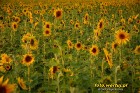 DSC_0116.JPG
